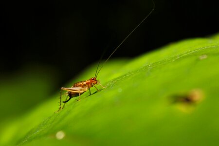 Insect nature macro
