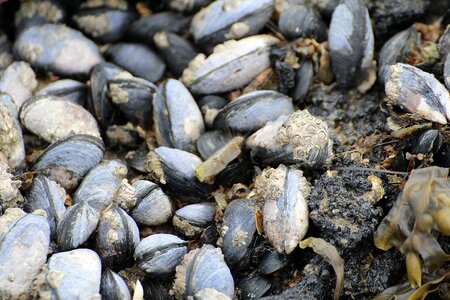 Coastal region barnacles north sea