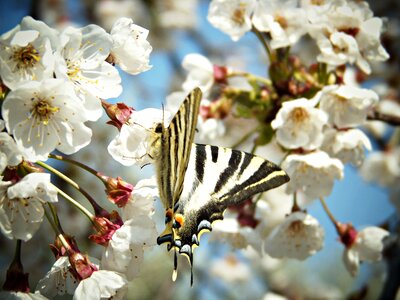 Fruit butterfly orchard