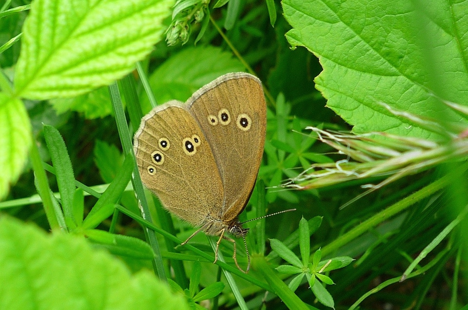Spotted sitting resting