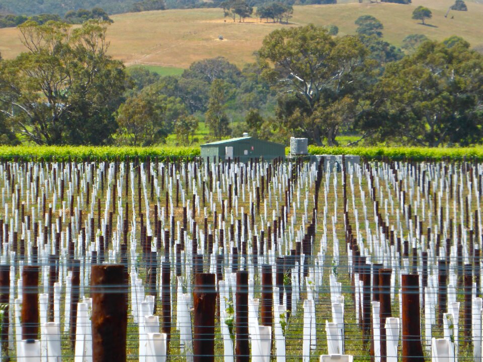 Winery agriculture plant