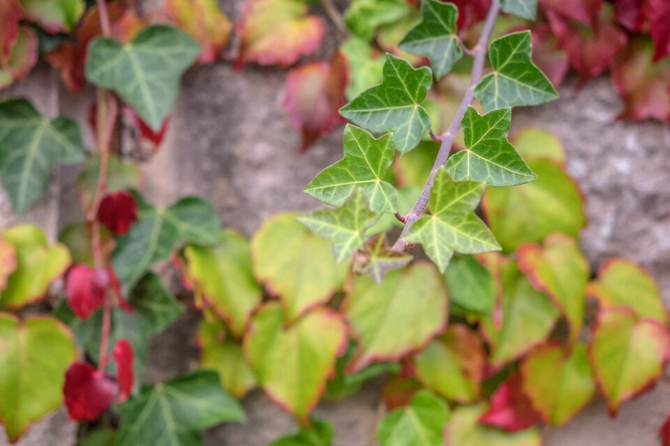 Leaf season autumn colours