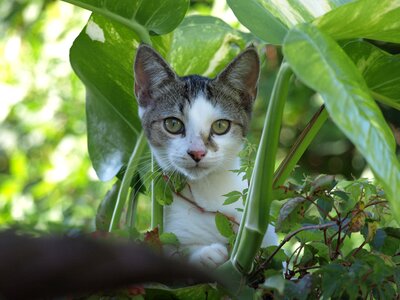Weeds green animal