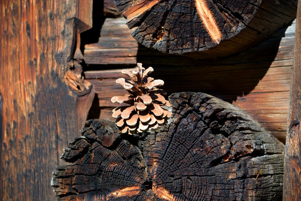 Pine cones wood brown