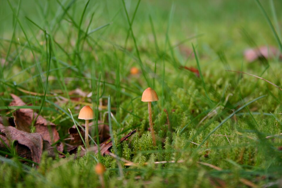 Green nature