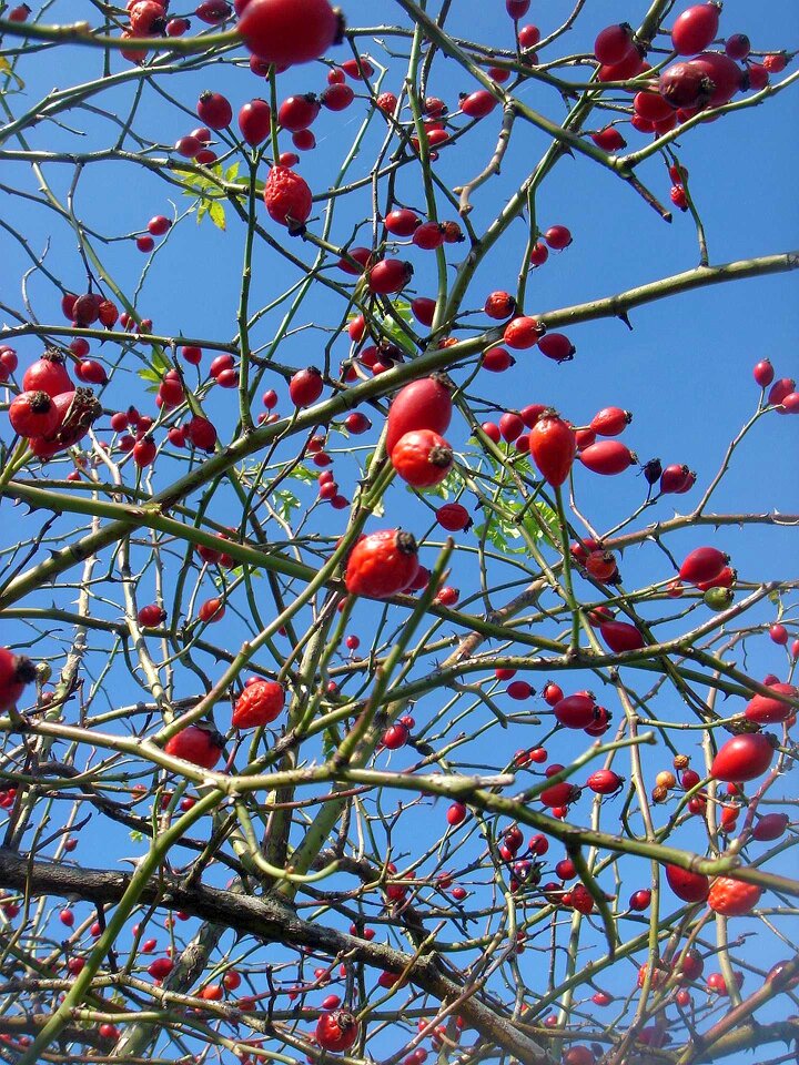Red vitamin health