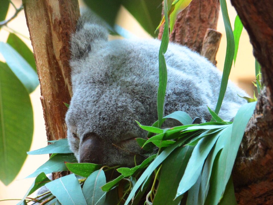 Animal mammal zoo