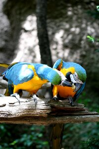 Everland couples pair photo