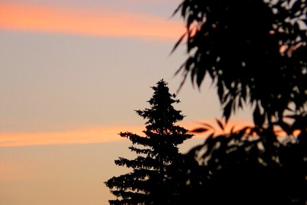 Clouds tree spruce