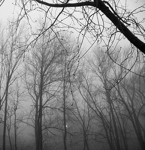 Landscape forest mist photo