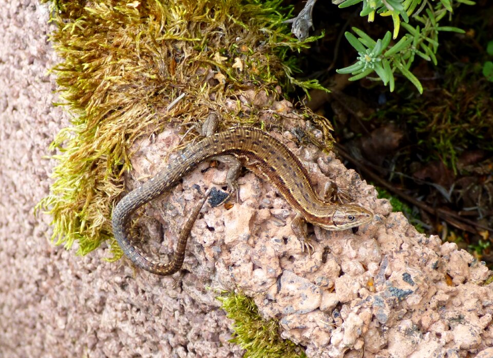 Reptile stones nature