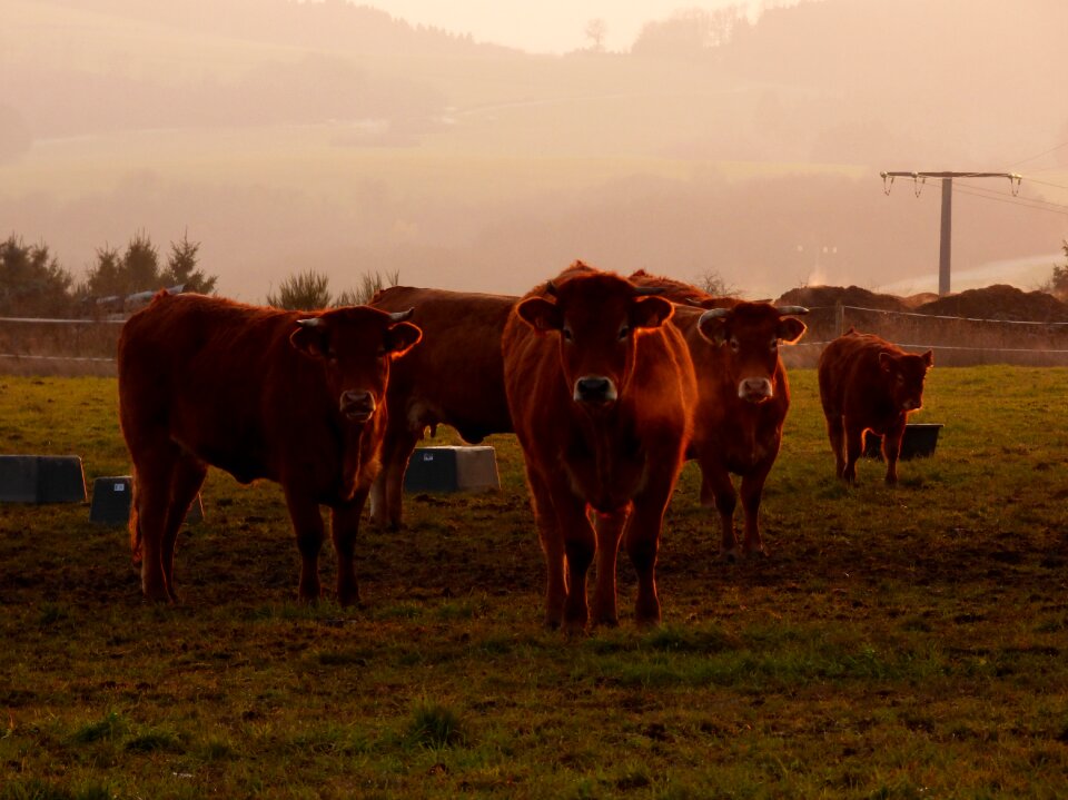 Cows evening sun steaming breath