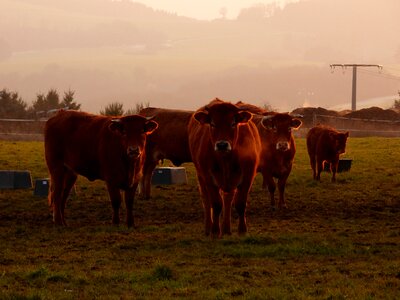 Cows evening sun steaming breath