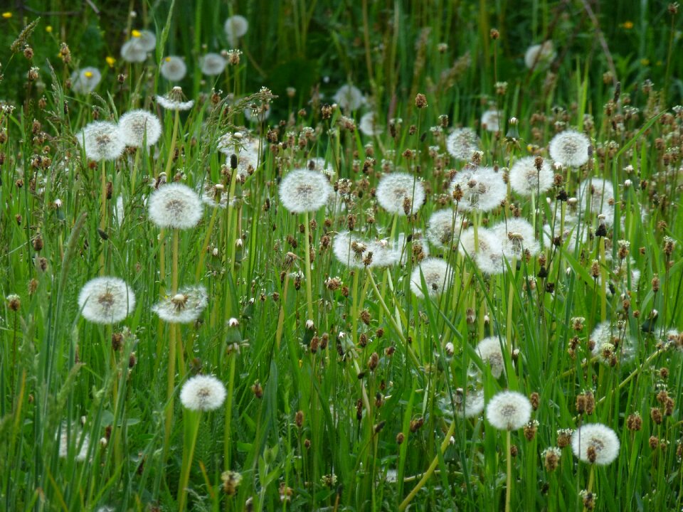 Seedhead plant weed