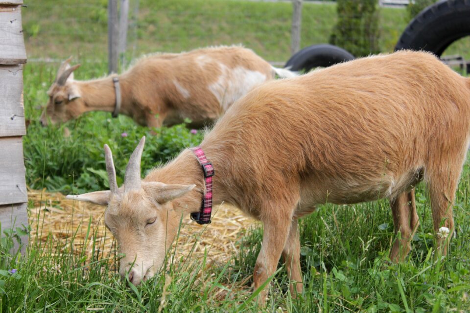 Farm nature