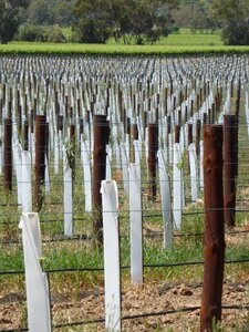 Agriculture plant grapevine photo