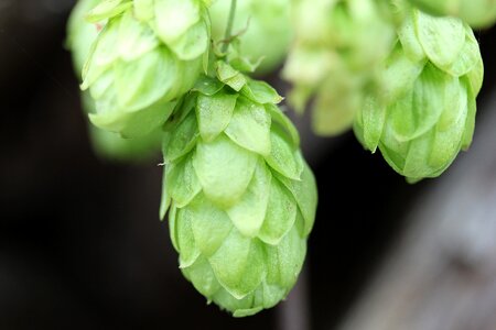 Umbel hops fruits plant