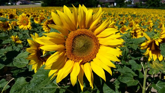 Sunflower yellow bright
