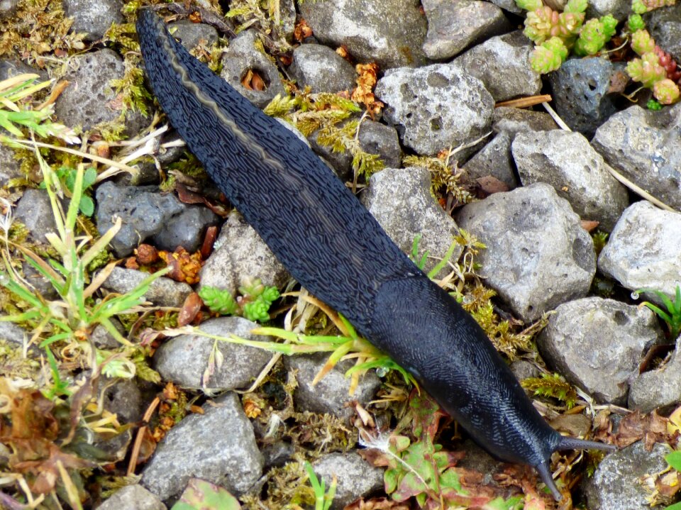 Garden mollusc nature