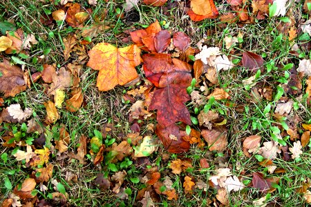 Colorful fall leaves dry
