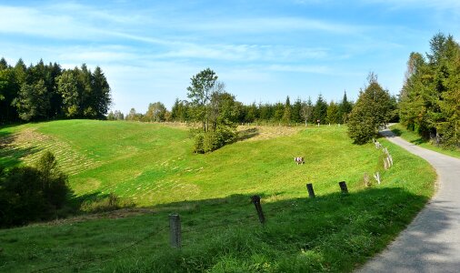 Pasture land the fence summer