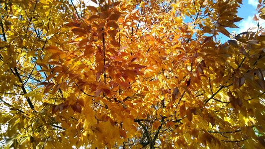 Nature fall yellow