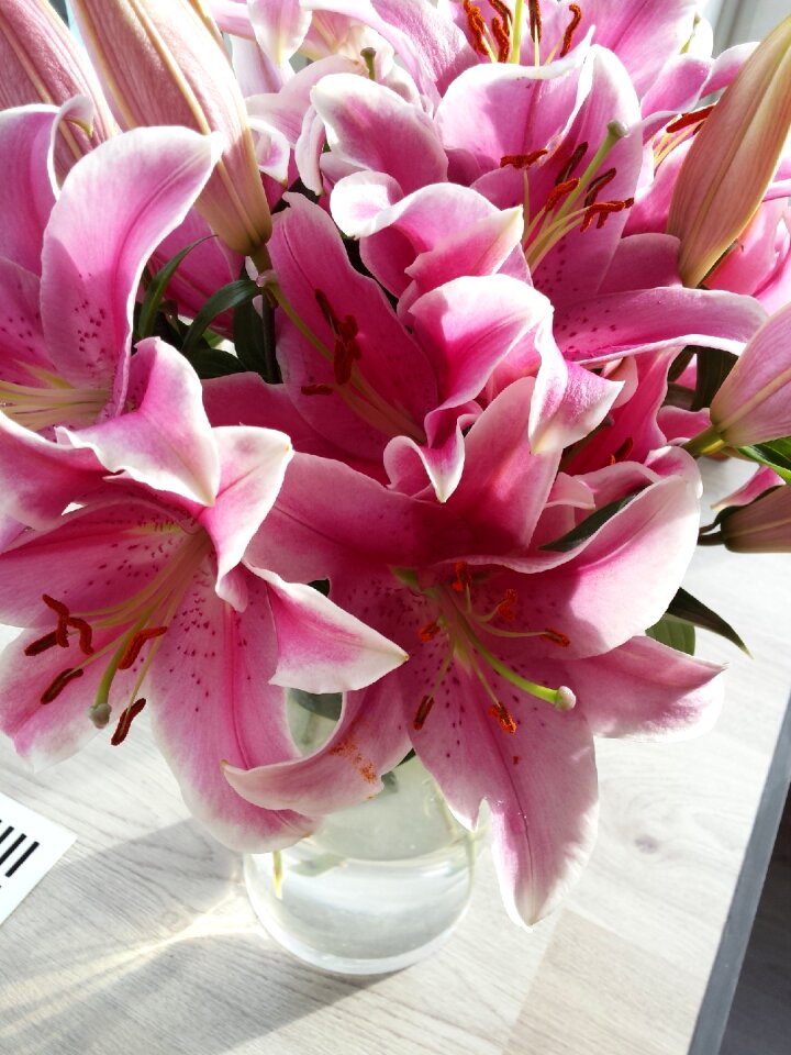 Flowers pink flora