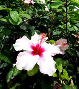 Nature plant floral