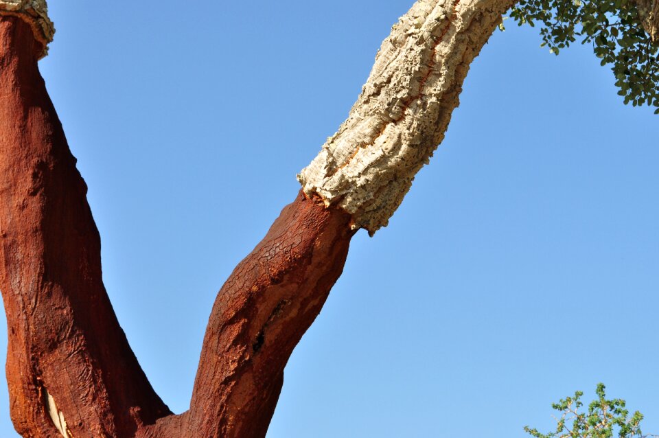 Tree bark shed bark bark