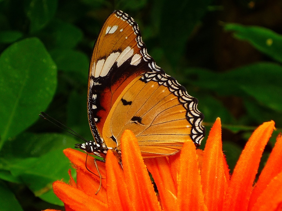 Animal plain tiger wing