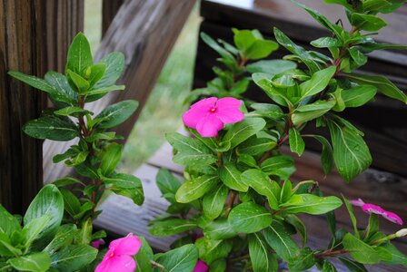 Plant nature green