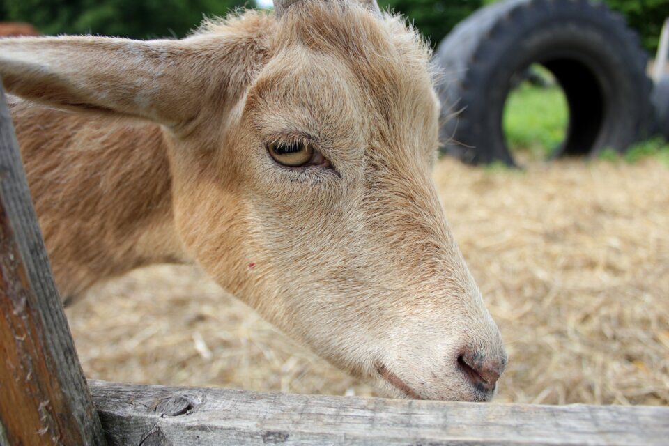 Farm nature