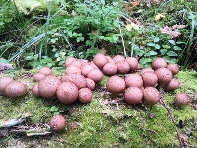 Mushroom food forest
