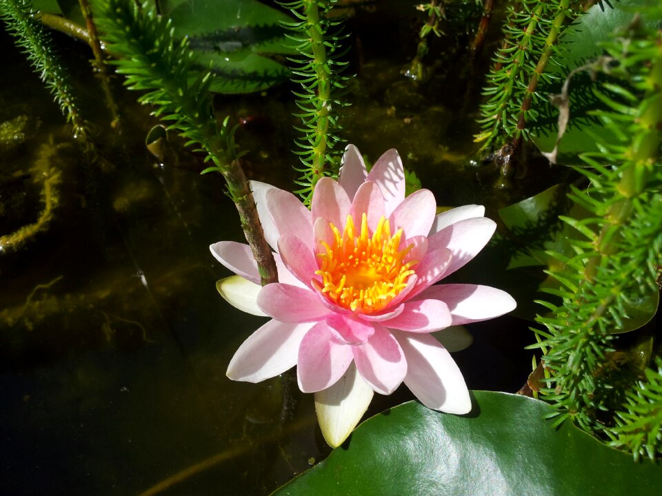 Nature pond plant lake rose