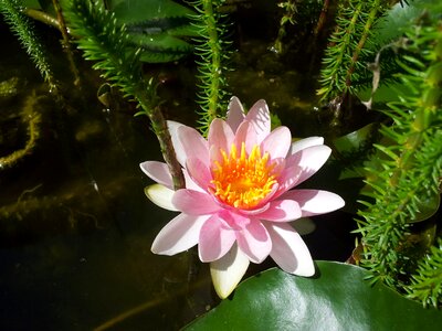 Nature pond plant lake rose
