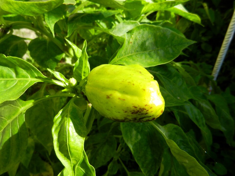 Orchard plant food