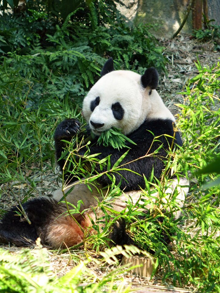 Protected bamboo national treasure