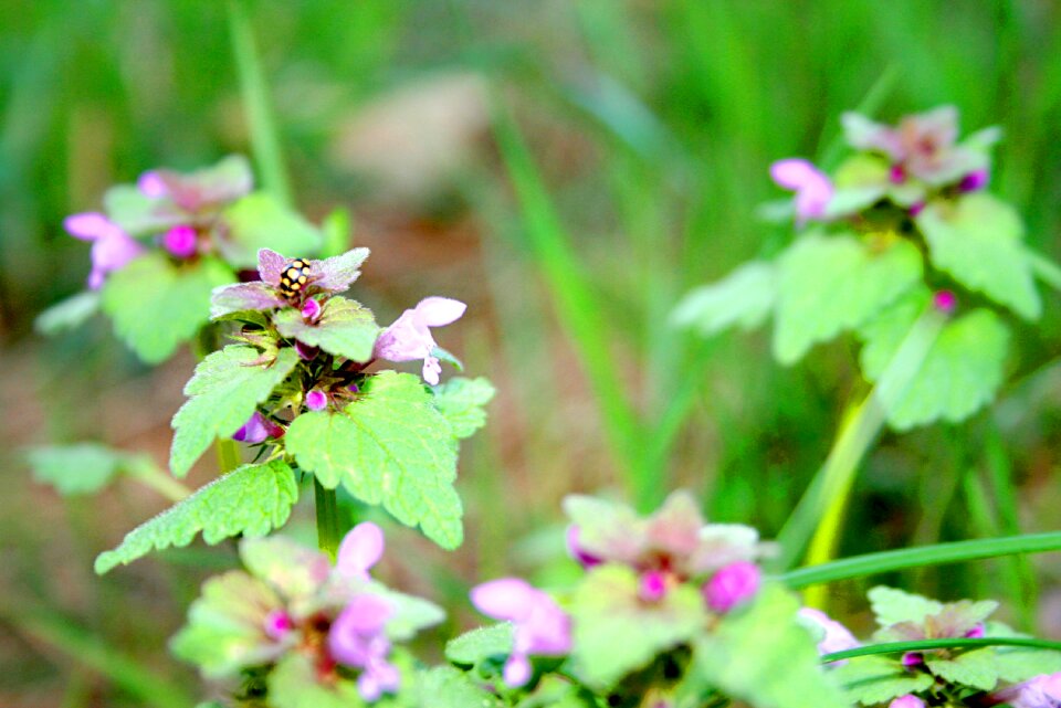 Nature flowers plant