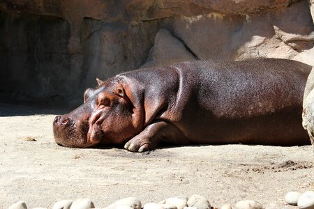 Zoo animal wildlife photo