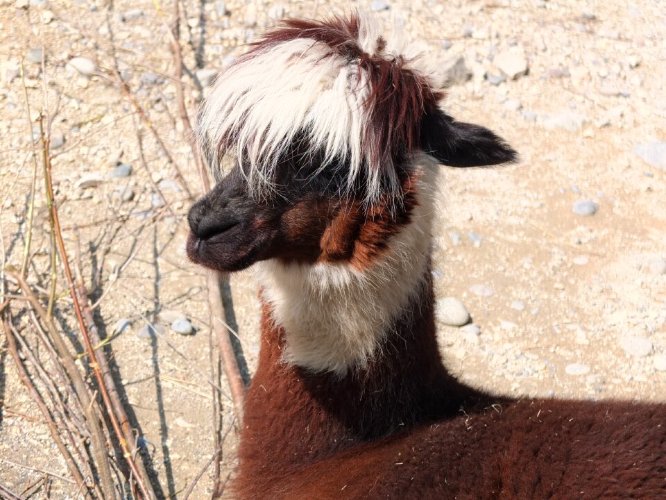 Head fluffy animal world