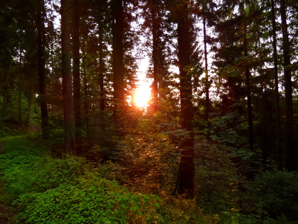Light beam sunlight nature