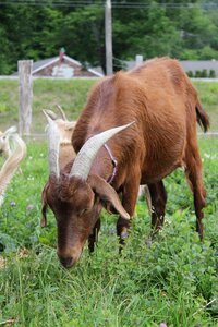 Farm nature