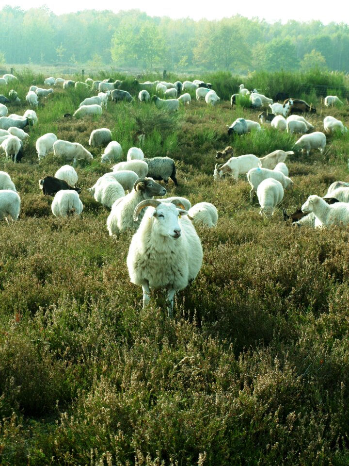 Pasture agriculture animals