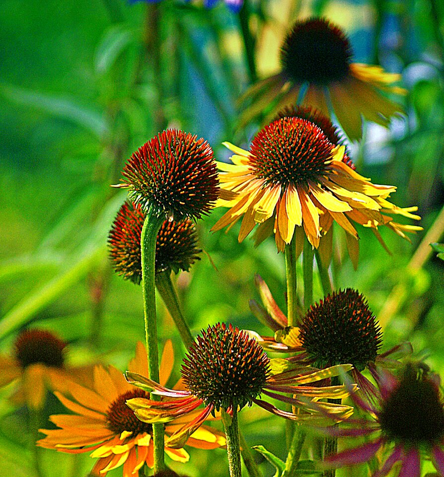 Asteraceae flora vegetation