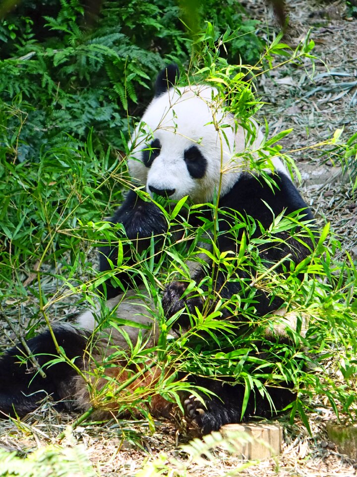 Protected bamboo national treasure