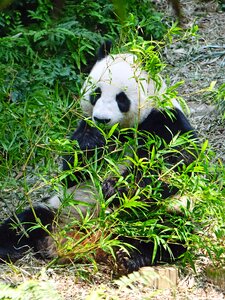 Protected bamboo national treasure