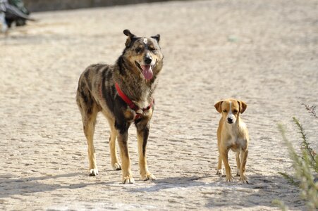 Size comparison dog breed bastard