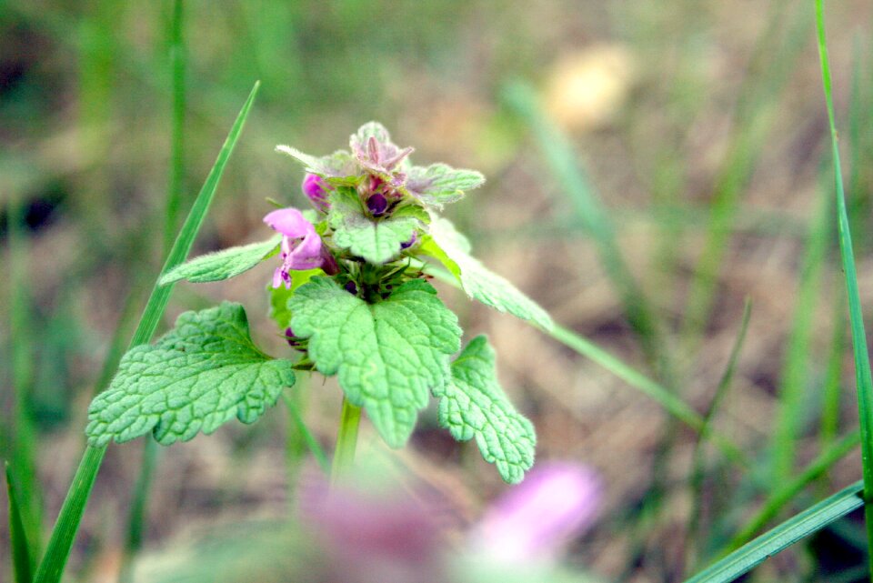 Nature flowers plant