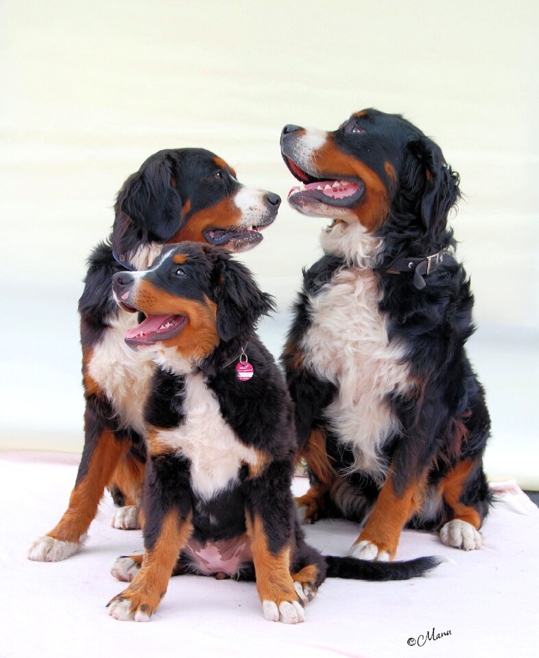 White bib mountain dog image