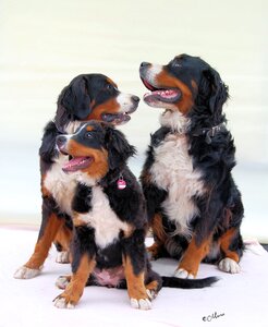 White bib mountain dog image